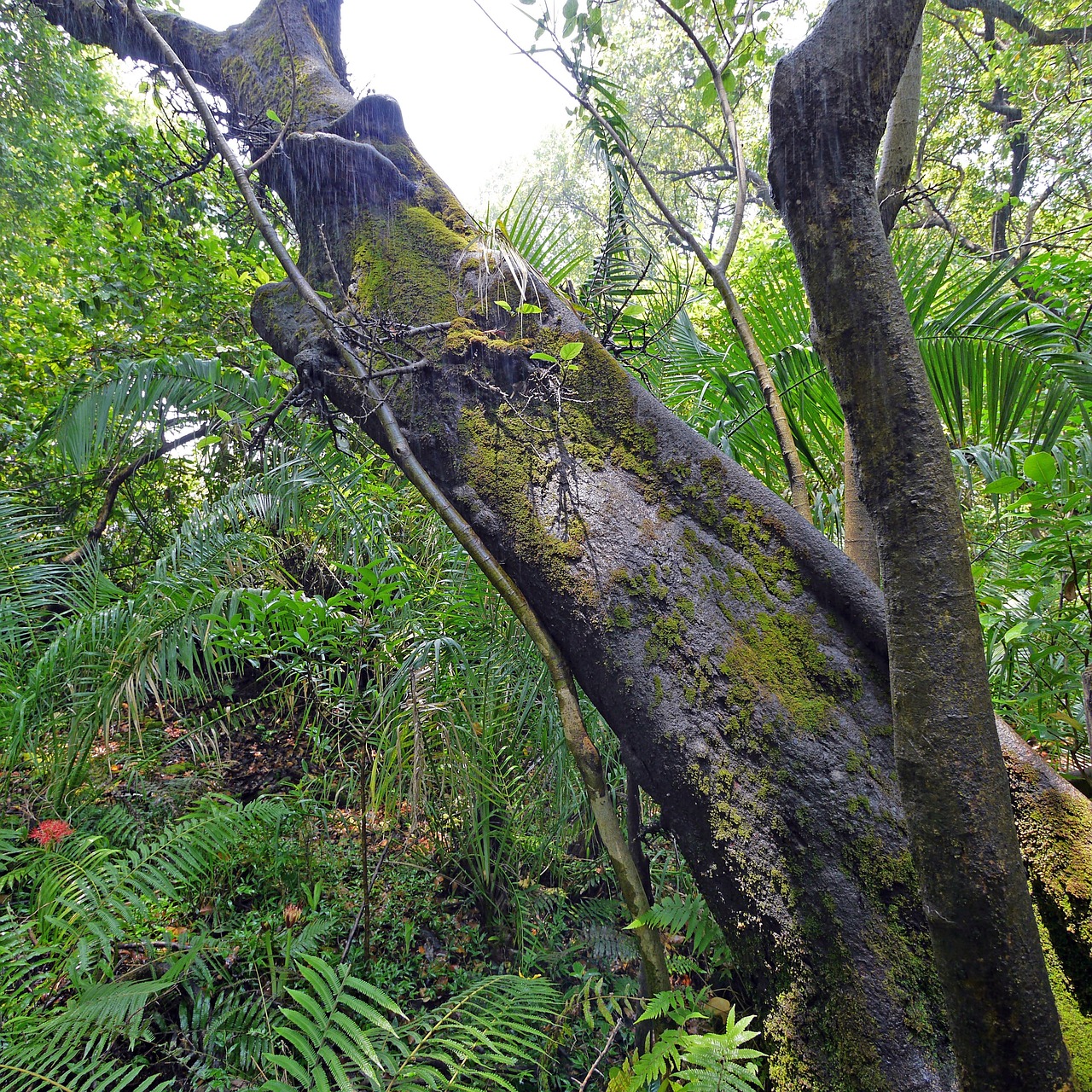 Exploring the Lush Rainforests of Olympic National Park